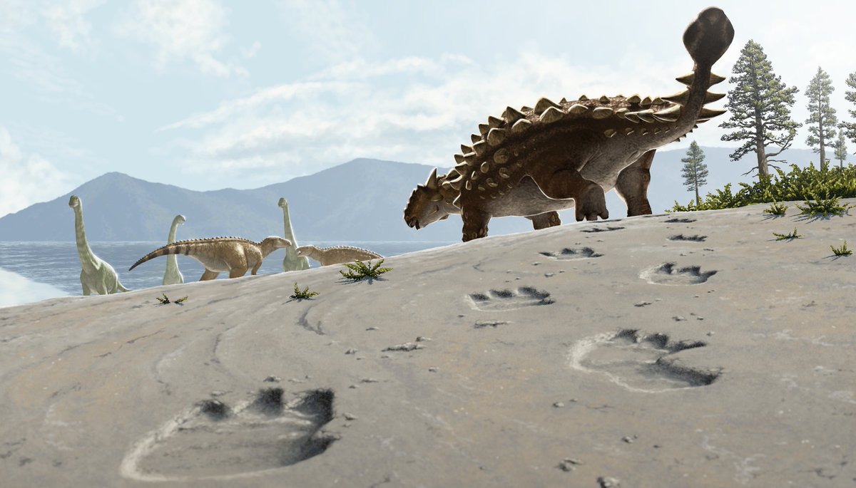 경남 고성에서 발견된
한반도 최초의 갑옷공룡 발자국 화석 복원도 제작했습니다🦖👣