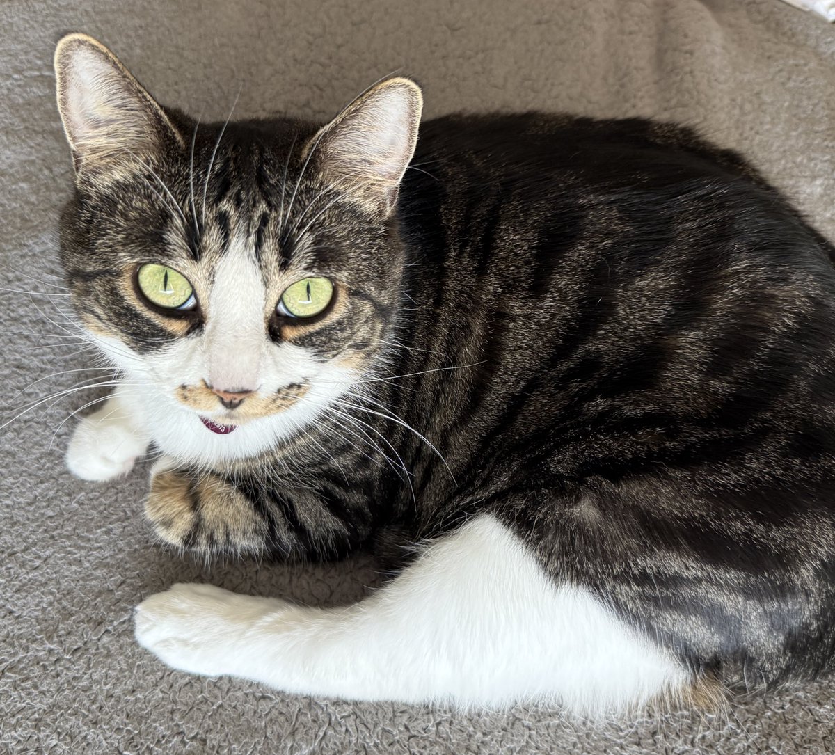 Louisewcreates's tweet image. Finished up a collab with this sassy cat! 🐱 
I love working in the let niche and filming with my cat even if she sometimes has an attitude 😂

#ugc #ugccreator #petcontent #ugccommunity