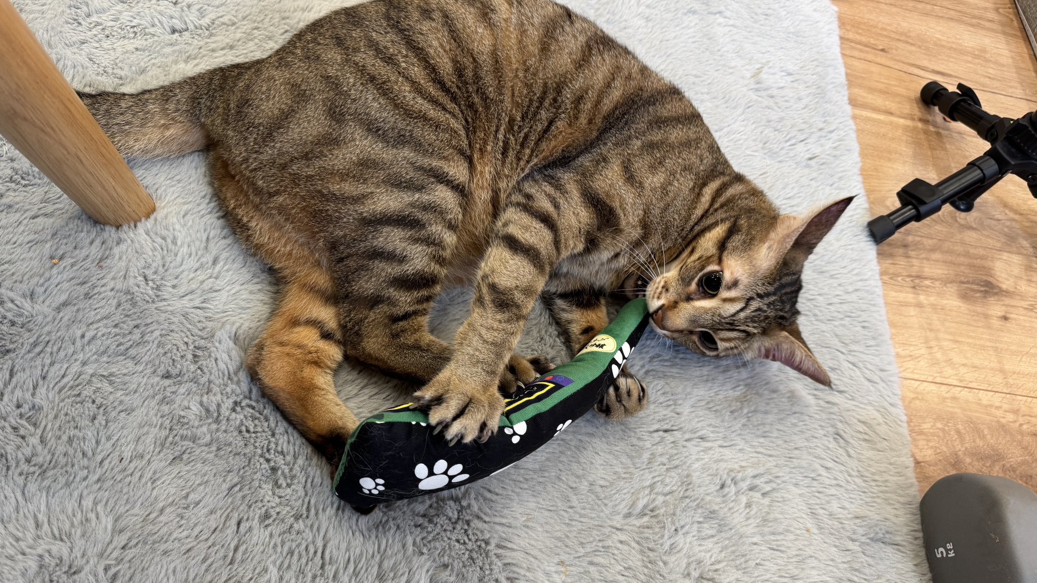 🦥チビ助3白いナマケモノ (@hiphop0451) / X