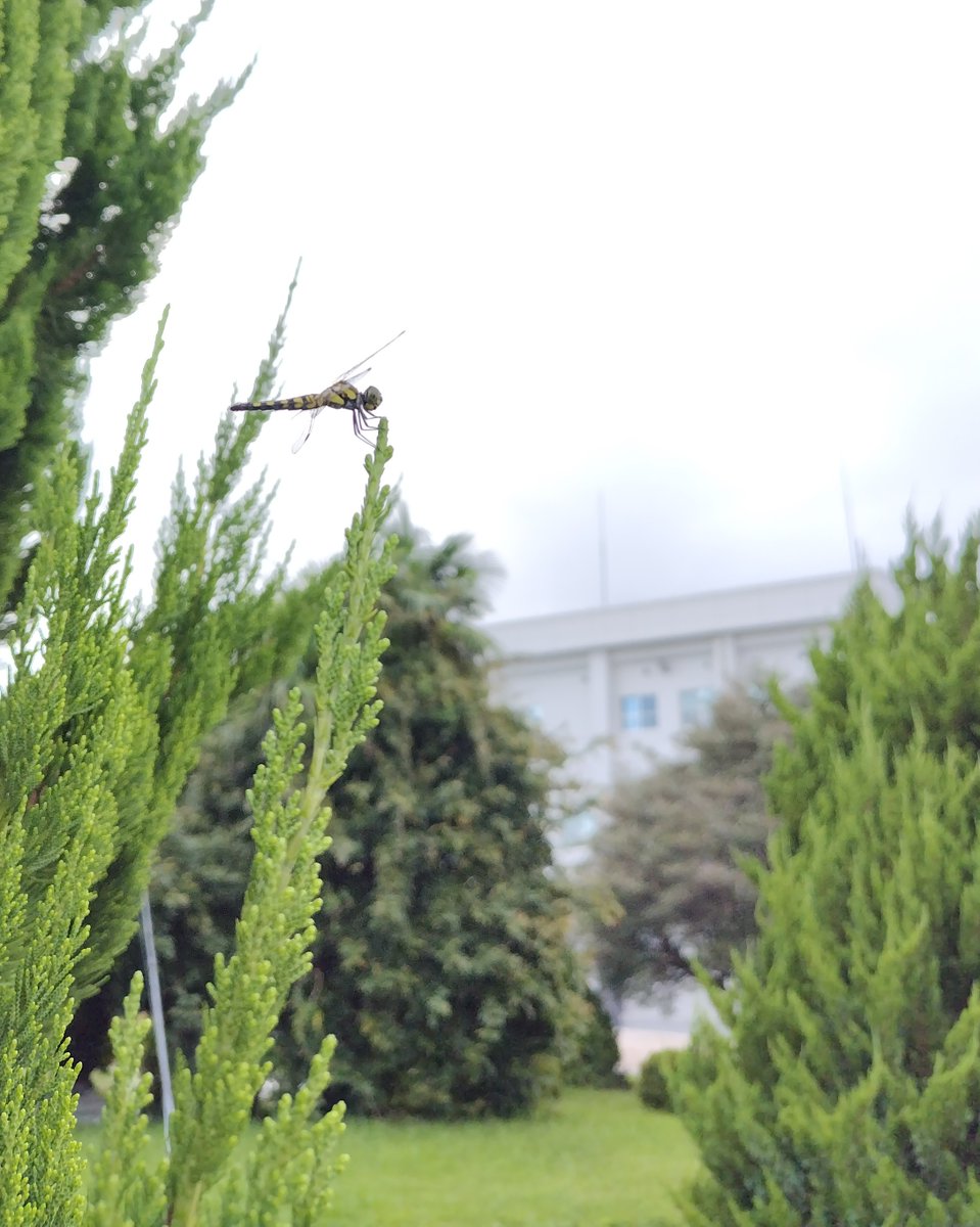 おはようございます
秋の訪れが近いかな…
今日も一日頑張りましょう
(9/19朝。司令部庁舎前にて撮影)
#航空自衛隊 
#築城基地
#とんぼ 
＃秋