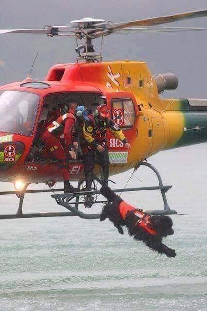 Gra_Simple's tweet image. También trabajan de rescatistas en el Mar !!
ADMIRABLES !!!
💞❤💞❤💞❤💞