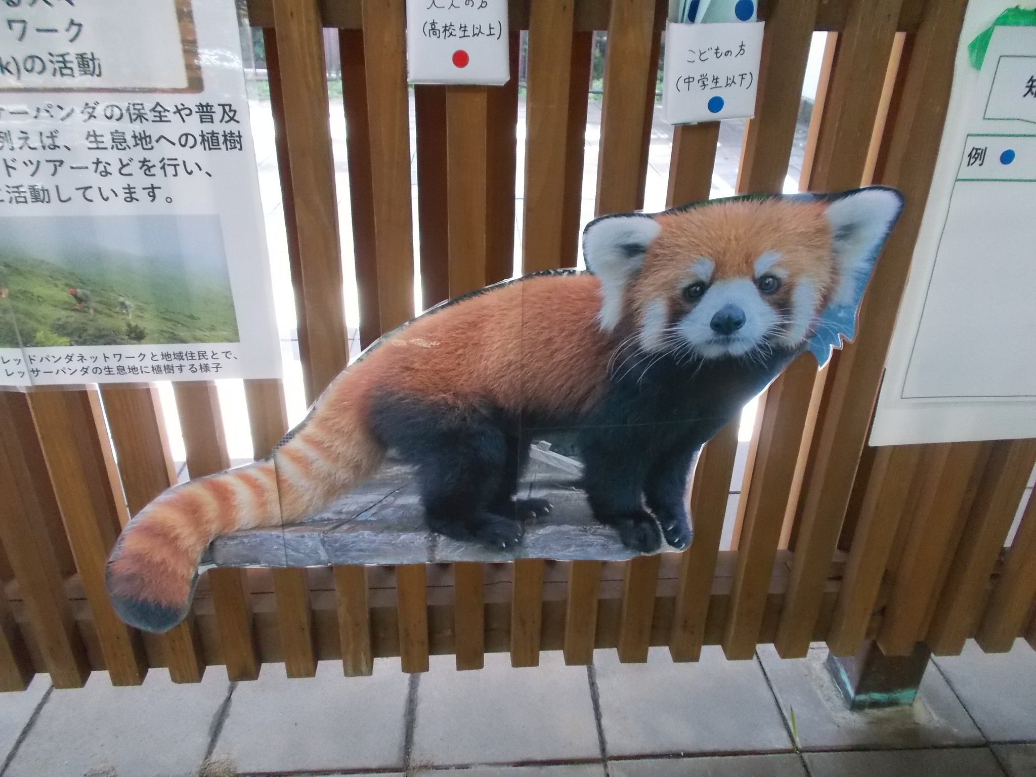 【レッサーパンダ】【2点まとめ】 ランサー on X: 