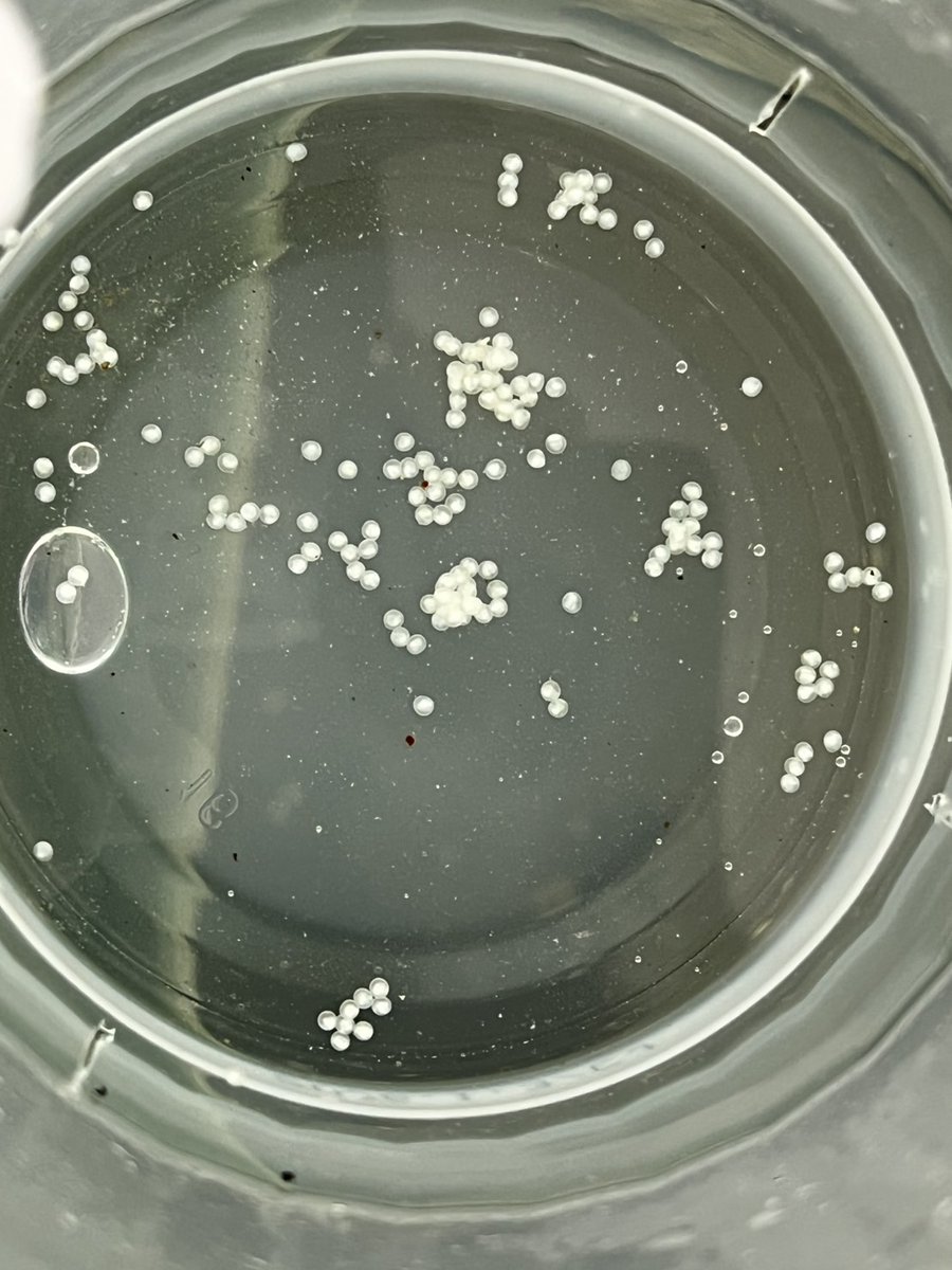 NetShopNEOS's tweet image. また！！！！！
卵！！！！！
産んでくれてました！！！！！
…白いなぁ……

でも、産んでもらえる環境ということでうれしく思います！！