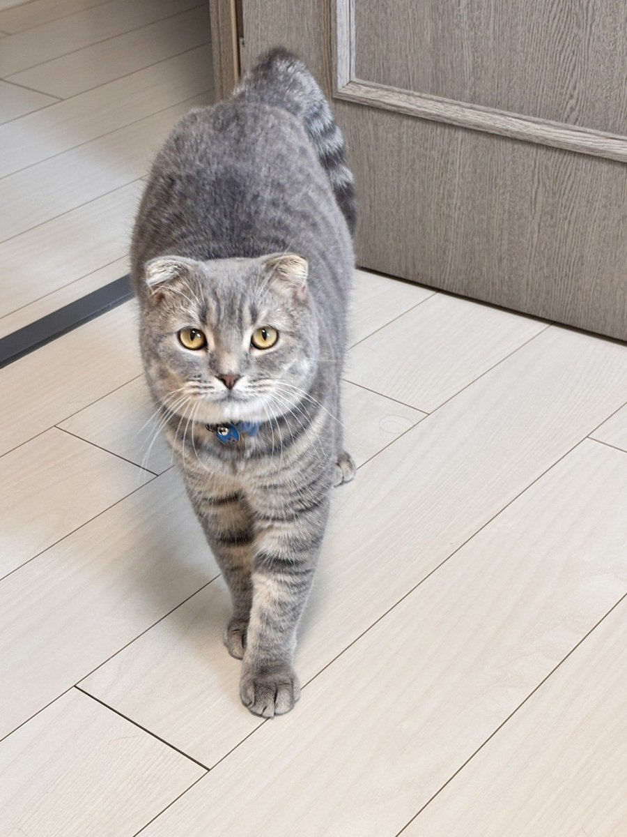 むーさんちの猫おどり on X: 