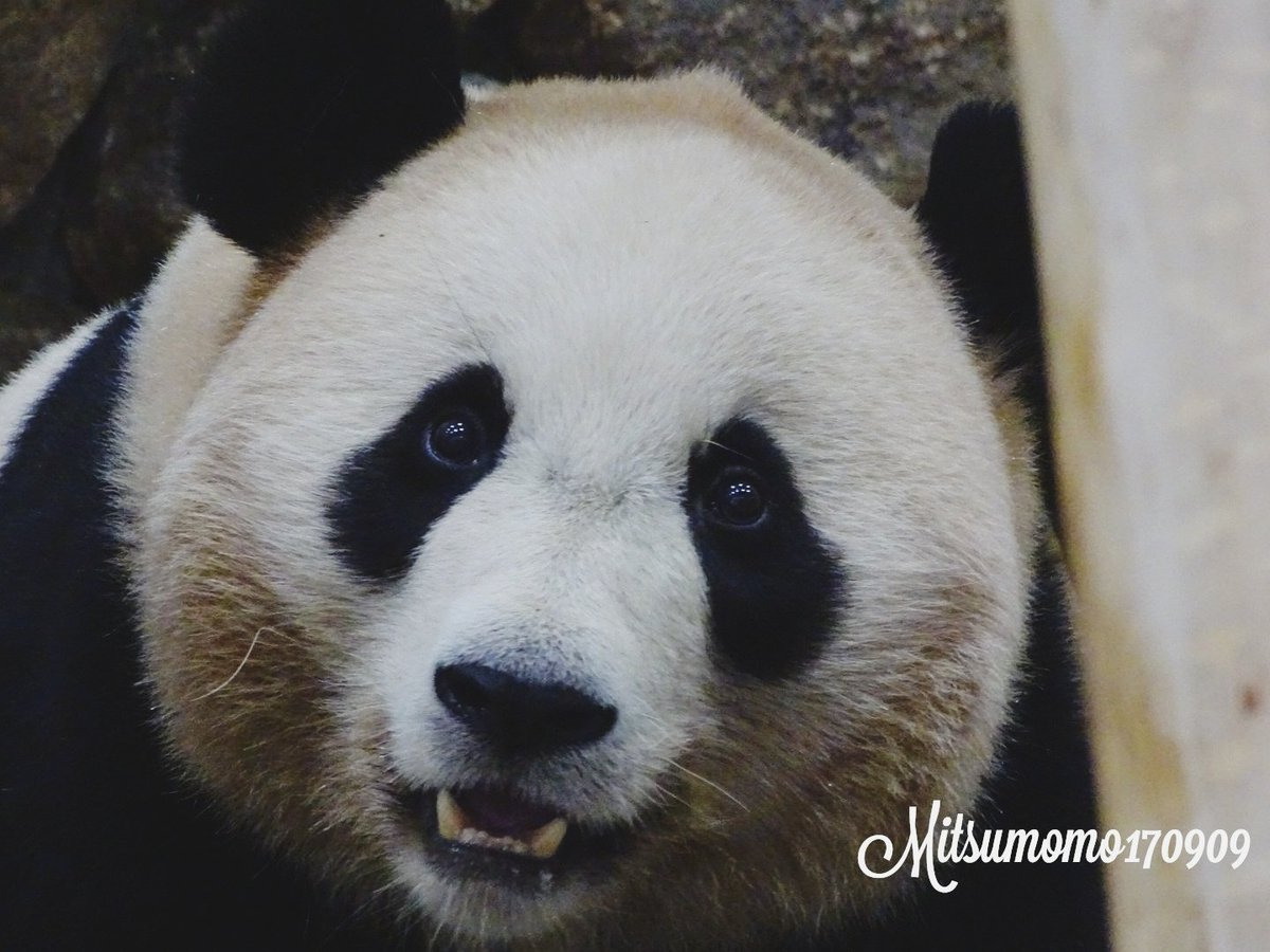 蜜桃 (@mitsumomo170909) / Posts / X