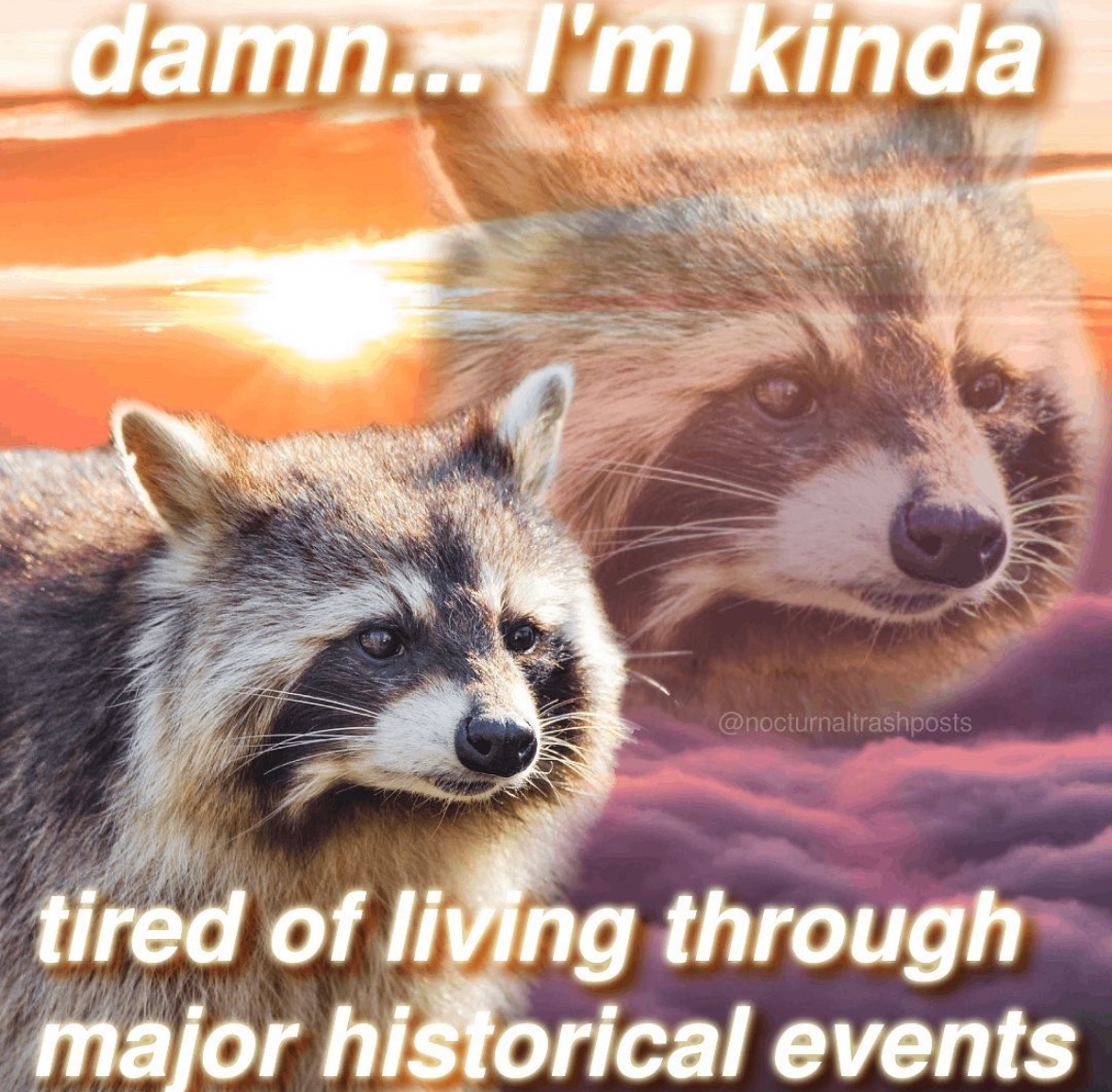 raccoonesthetic's tweet image. 