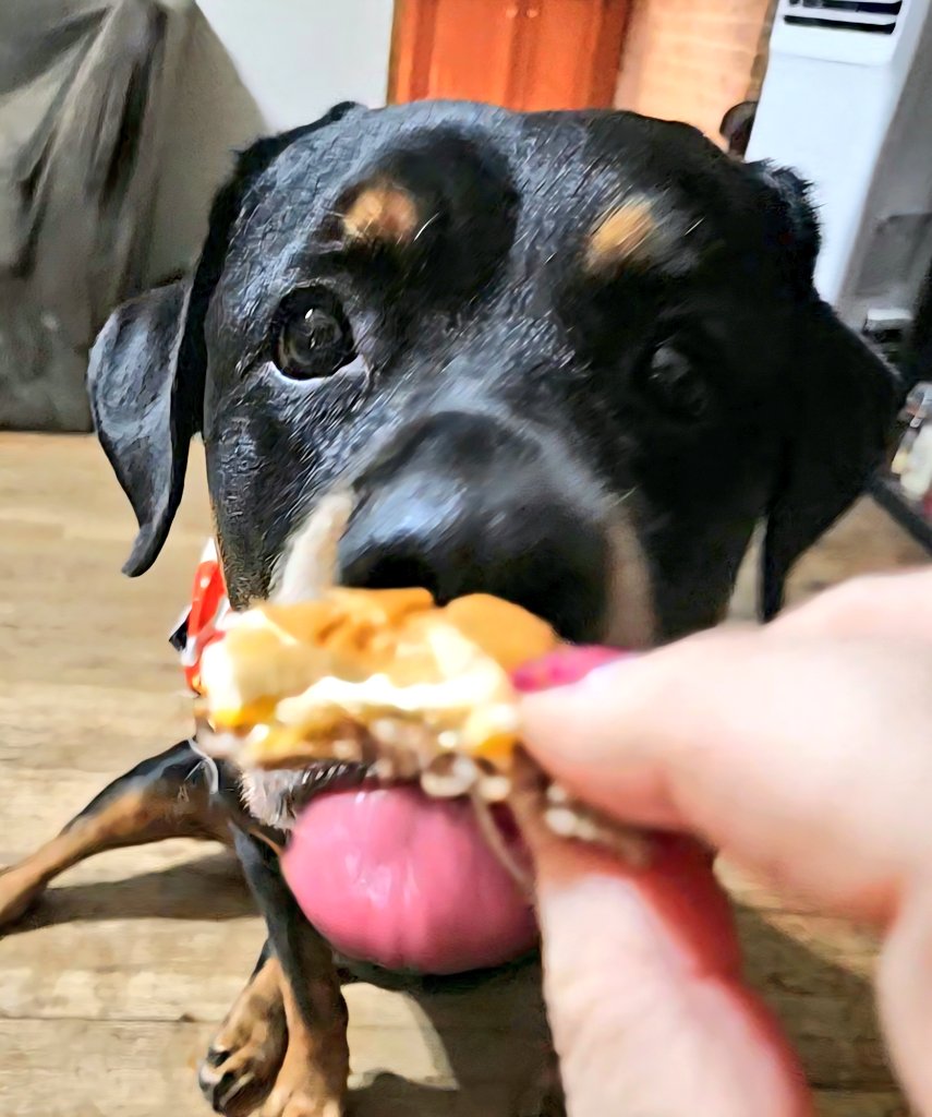Sept. 18: Cheeseburger

"Mom has made me cheeseburgers but I've rarely had fast-food ones. I'd just like to tell my pal <a href="/Mickeypaws1/">Mickey Paws 🐾🐾</a> that I understand now, friend." 🐾🐾😅

#PostAFavPic4VioletSep25
#DogsofTwitter
#DogsofX
#McHappy