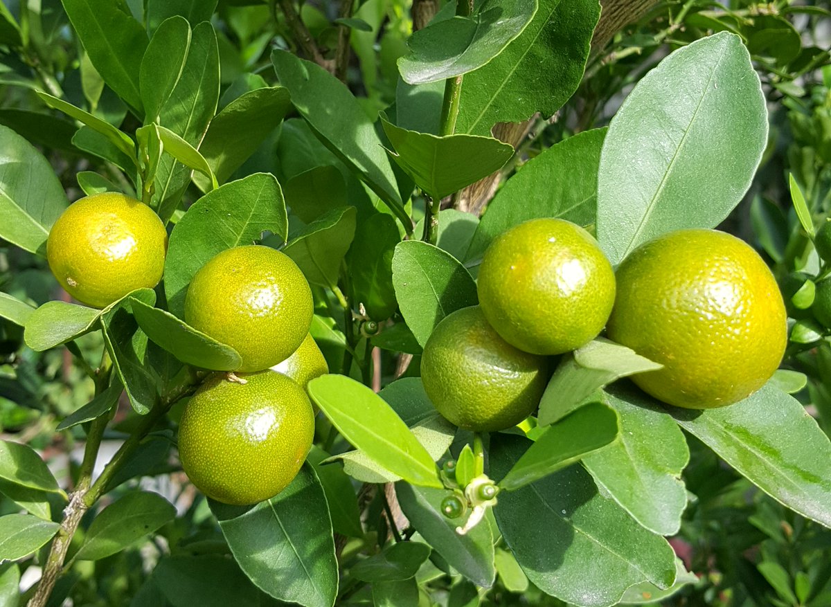 Thai Kumquat Health Benefits: Why Som Jeed Deserves a Spot in Your Diet huahinservices.blogspot.com/2025/07/thai-k…