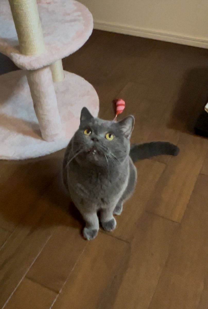 狙いを定めて、、、🐈‍⬛
上向いてる時のお顔愛おしい…♡

 #ねこのいる生活 #保護猫 #保護猫と暮らす #元繁殖猫　#猫好きさんと繋がりたい