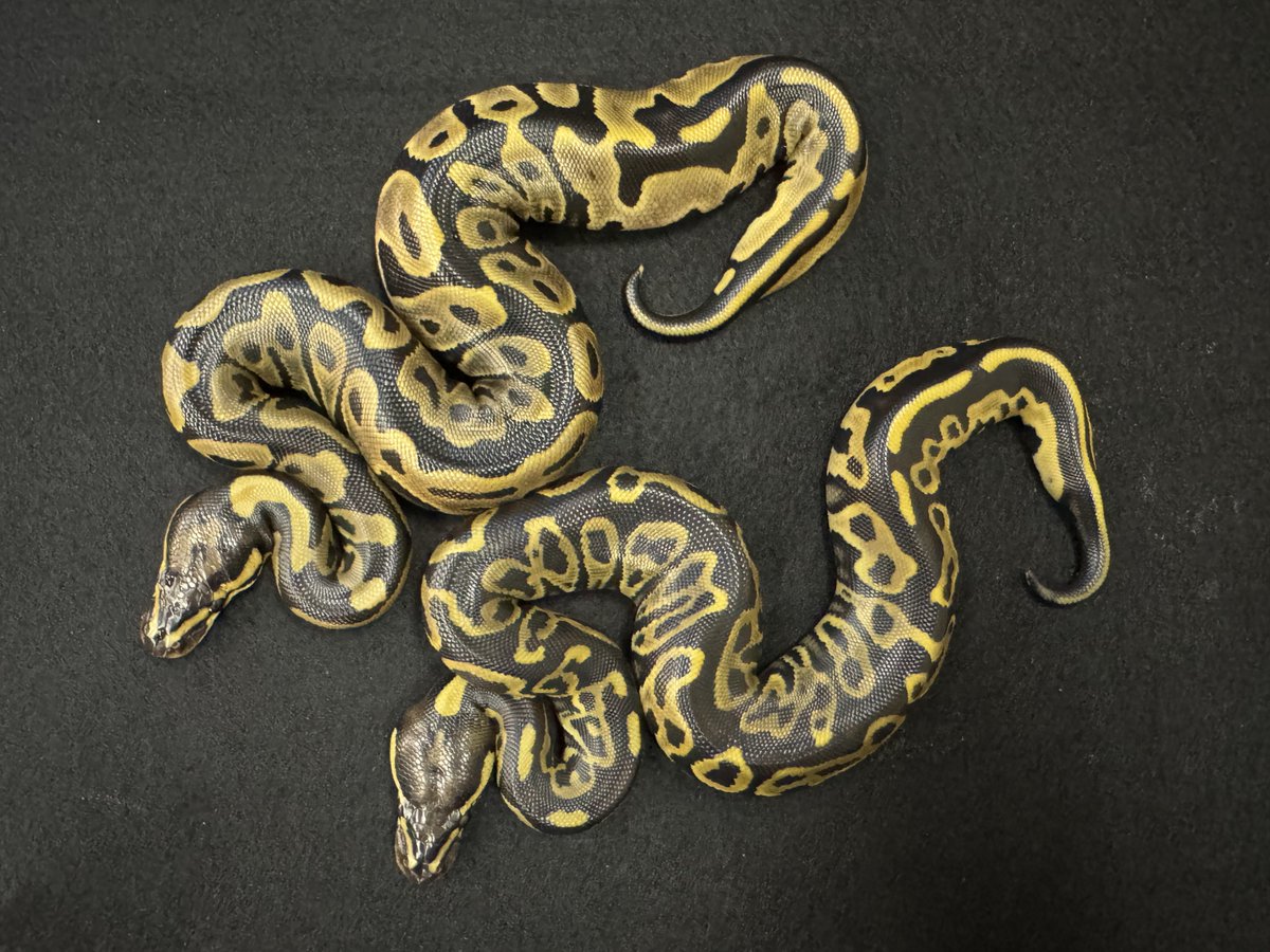 WING_21's tweet image. 2025WING21
9月13日ハッチ
Trick het VPI Axanthic
×
Leopard VPI Axanthic
#WING21
#ボールパイソン
#BallPython
#Pythonregius