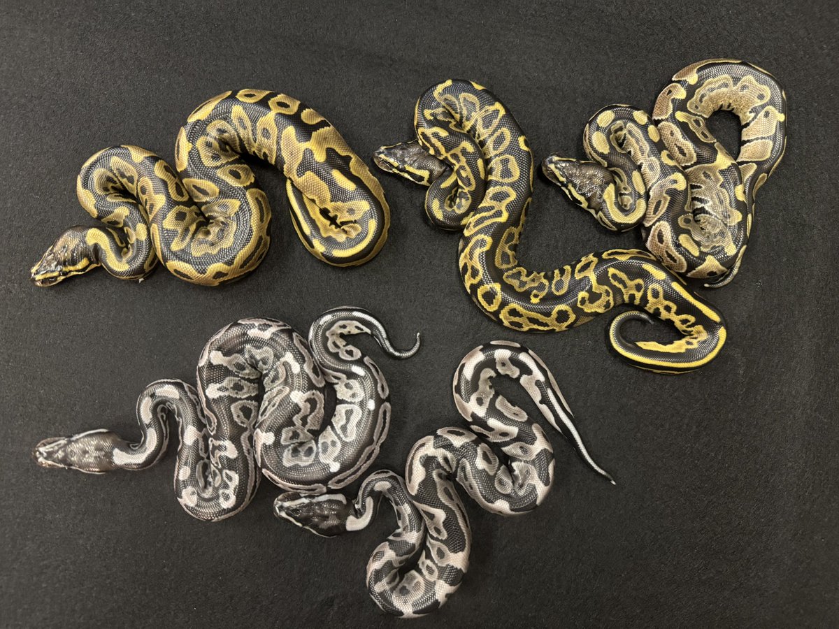 WING_21's tweet image. 2025WING21
9月13日ハッチ
Trick het VPI Axanthic
×
Leopard VPI Axanthic
#WING21
#ボールパイソン
#BallPython
#Pythonregius