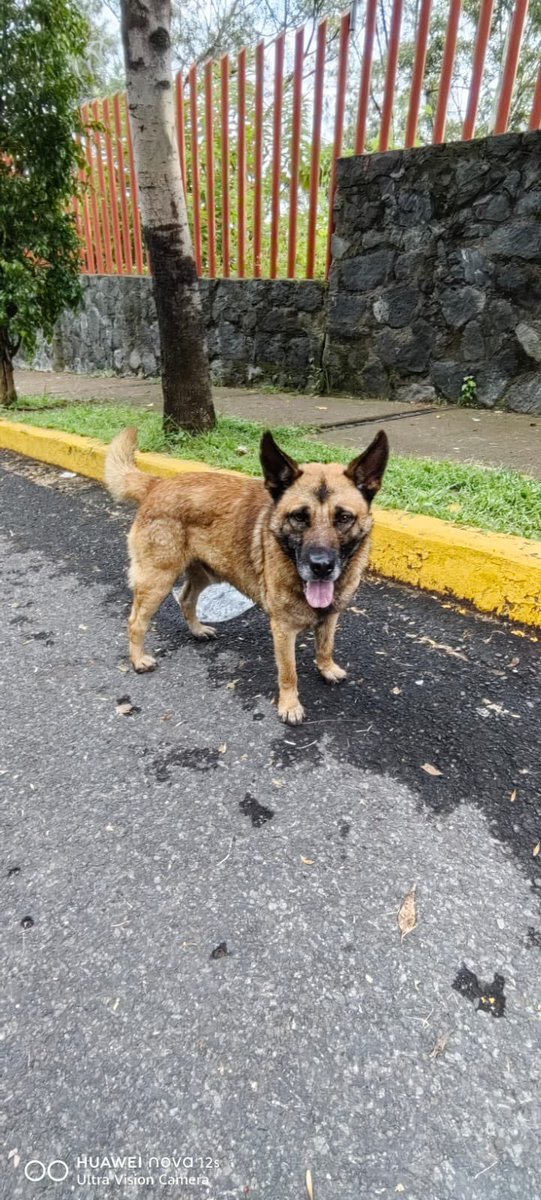 HELA_MORE's tweet image. Nos piden ayuda para conseguir resguardo para este perrito que abandonaron hace unos días.

No se aleja de la zona y lleva días deambulando.🥺💔

¿Alguien que lo quiera ayudar? 

Está en CDMX.
