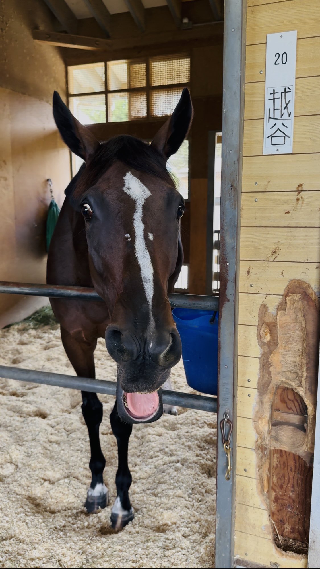 盗まれた馬 デンジャーマン Danger Man 牡 3歳 ※中央競馬 登録抹消