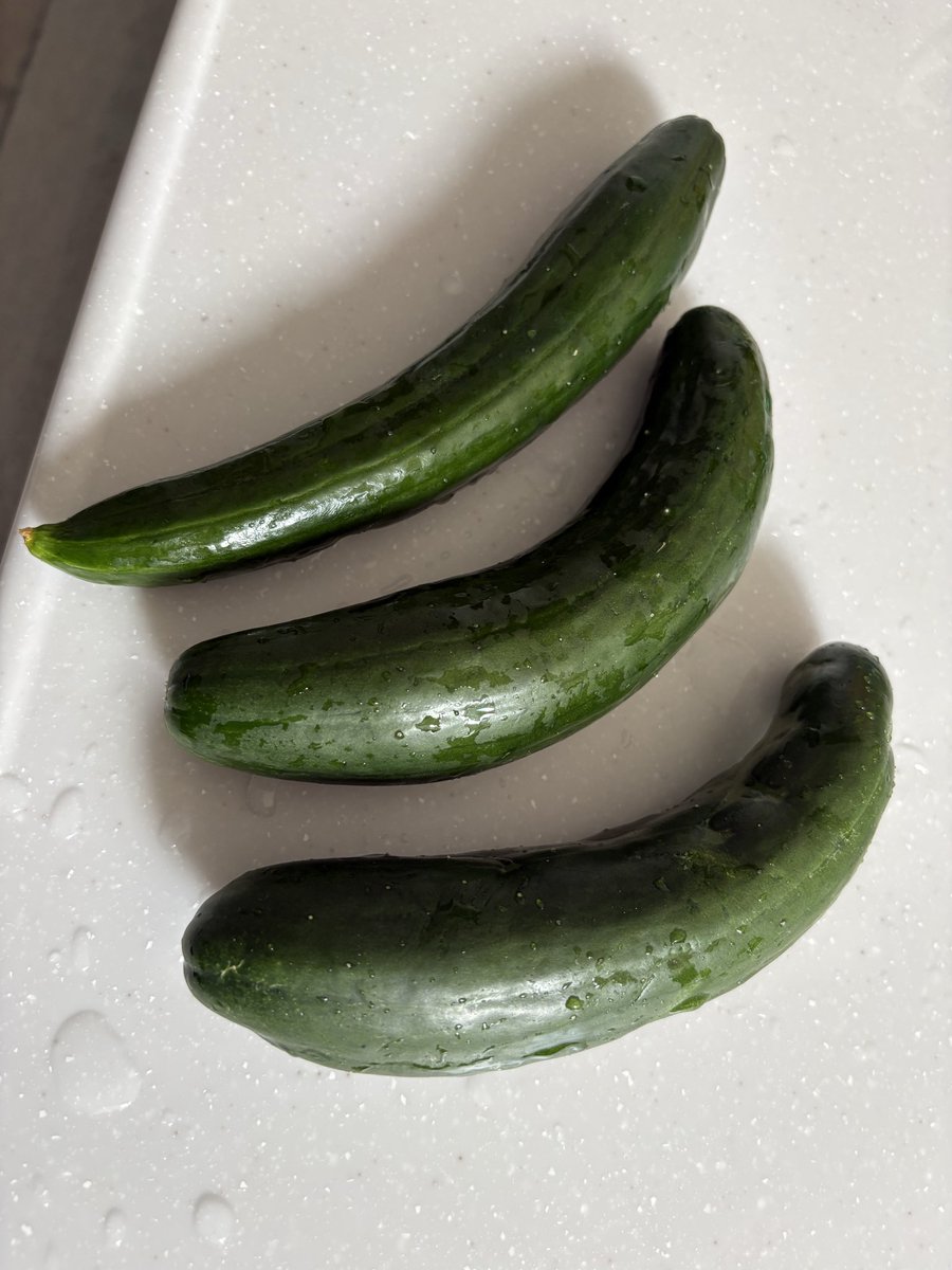 今日も🥒🩶