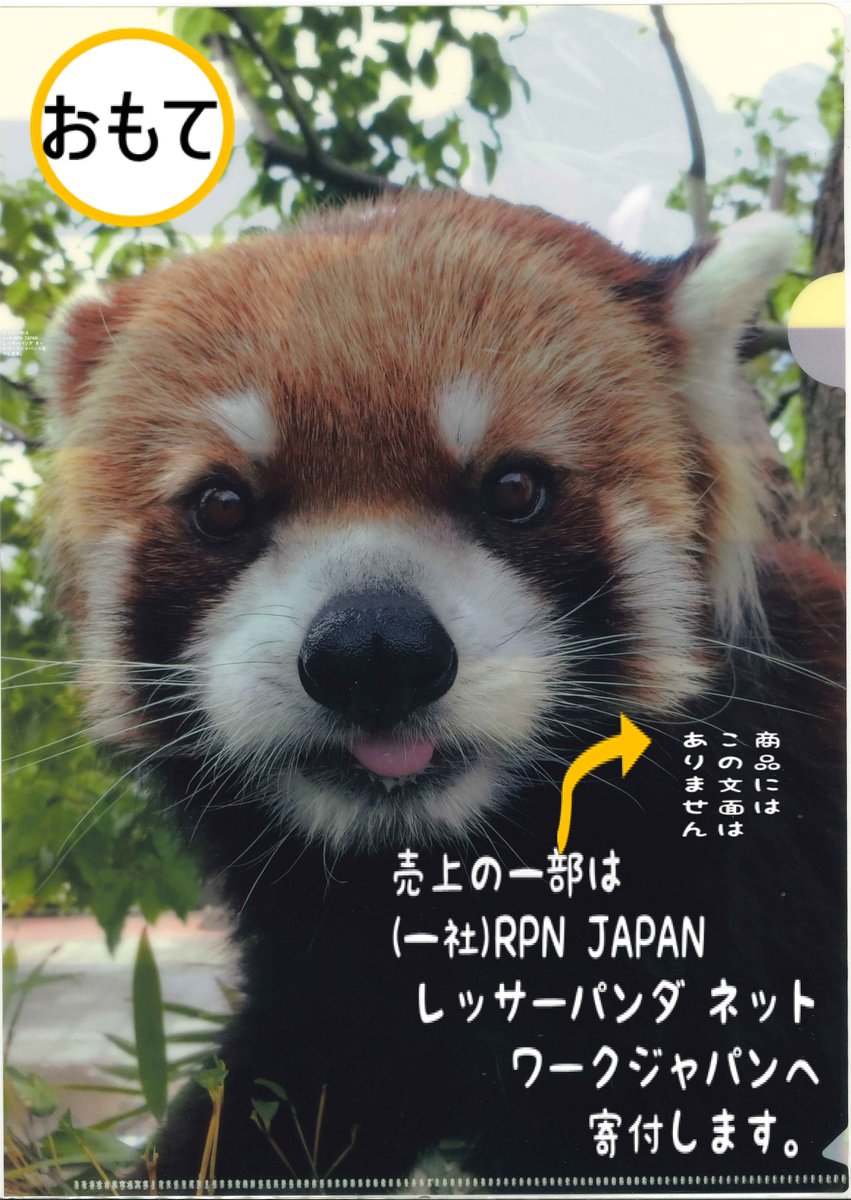 kobeojizoo's tweet image. #国際レッサーパンダデー に合わせて、動物科学資料館休憩ホールにて、限定クリアファイルを販売します.
また、ガイドとワークショップイベントも行いますのでそちらも是非ご参加ください。
(詳細についてはこちら👇)
kobe-ojizoo.jp/event/detail/?…
#レッサーパンダ #王子動物園
