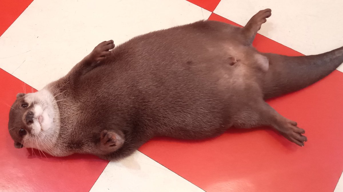 Kawausoarea's tweet image. ããã¡ããð¥°
#ã«ã¯ãŠãœ #ãããã #otter #ç #ìë¬ #ã«ã¯ãŠãœAREA #倧é #åå€å±