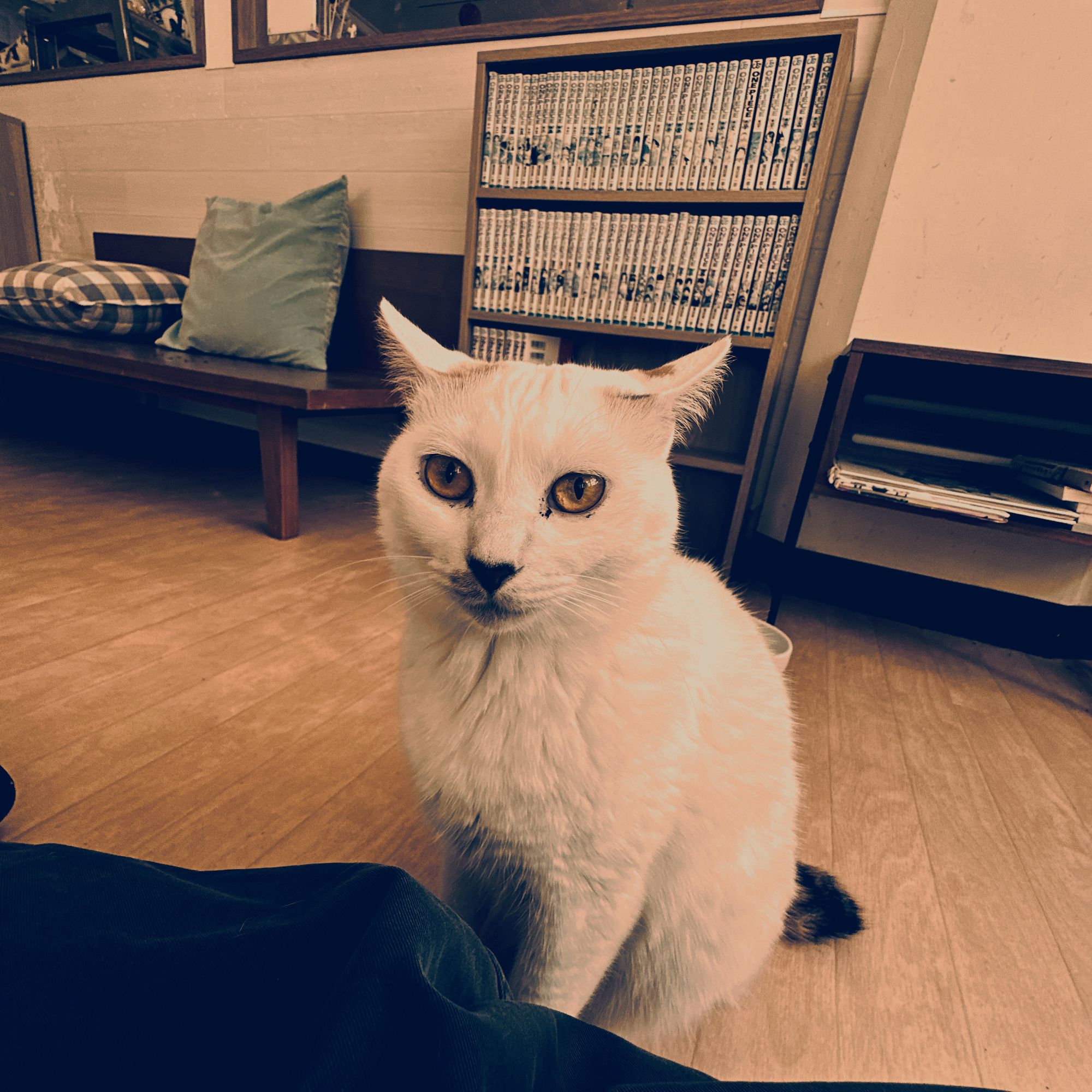 APOLLO 化け猫カフェ ver 展示品 gc0395-17_7bcdff09-c0ee-477b-