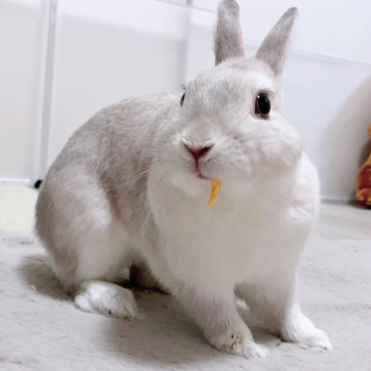 紅美参仙　新品未開封　【ニコニコうさぎ】 こうきまき（うさぎのもち🐰） on X: 