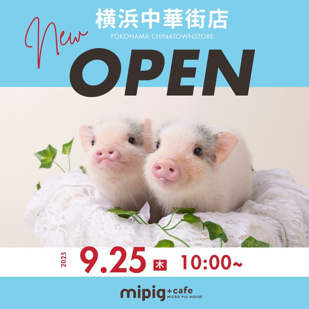 美豚ページ ついに横浜に🐷✨／ mipig cafe【横浜中華街店】が 9月25日(水)に