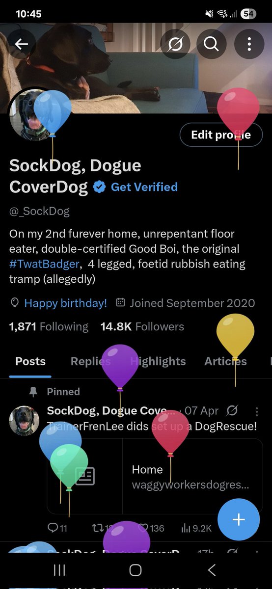 SockDog, Dogue CoverDog tweet media