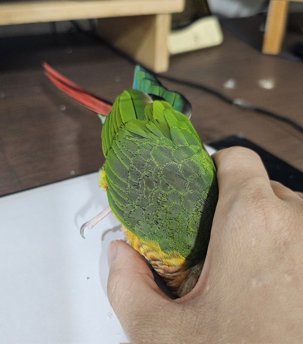 새로운 자세. 머리 넣고 한다리 들고 가만히 있기...
