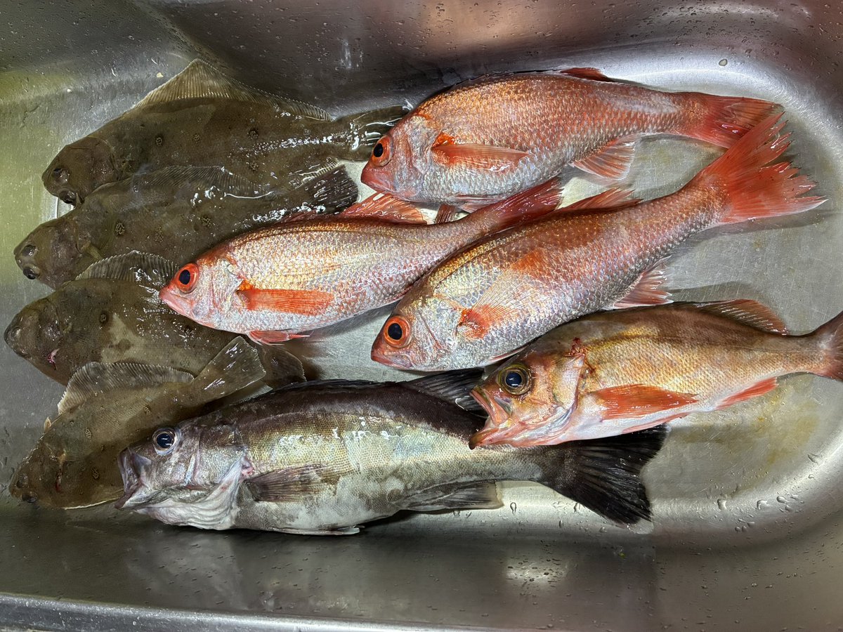 今日は原稿の息抜きに船釣りしてました。
のどぐろ、メバル、アラ、カレイなど五目釣り状態。
最後にクロマグロの幼魚が釣れたけど即リリース…何年かしたら大間のマグロになって出荷されるかもねw 
