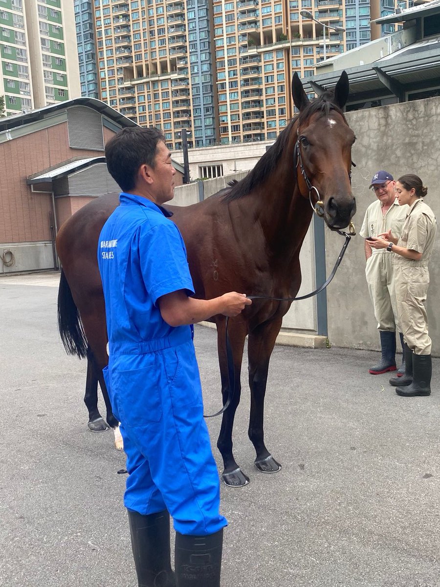 WorldPool's tweet photo. Picture perfect, KA YING RISING! 😍

Final preparations are underway ahead of his trip for the world’s richest turf race, The Everest. #WorldPool https://t.co/lWeSiAOM41