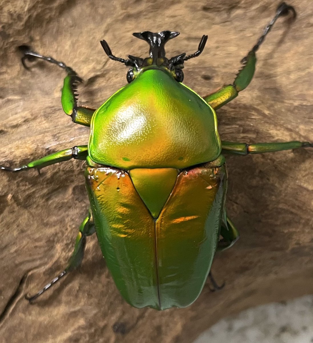 カナブンページ PFISTERER: 827 146 837