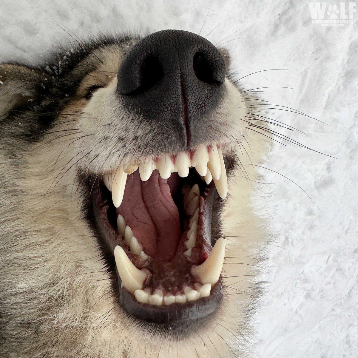 Pulled an all-nighter because of what happened last night, feeling a little angry, sad and a bit edgy, but in a fun way, we balling and shitposting, fixing the mood. 10 more hours to survive on 20 IQ, I am beyond zoned out, but persistence will carry me!!! 

RAAAAGHHH