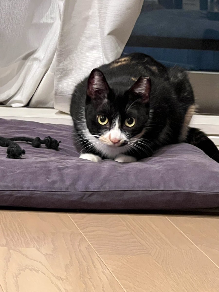 nyancrew22's tweet image. 譲渡して7年経つ黒猫マルティン、正式譲渡になって1か月余のももちゃん、どちらもハピにゃんに。
譲渡会で良い出会いがありますように。
#保護ねこ  #譲渡会　#にゃんクルー