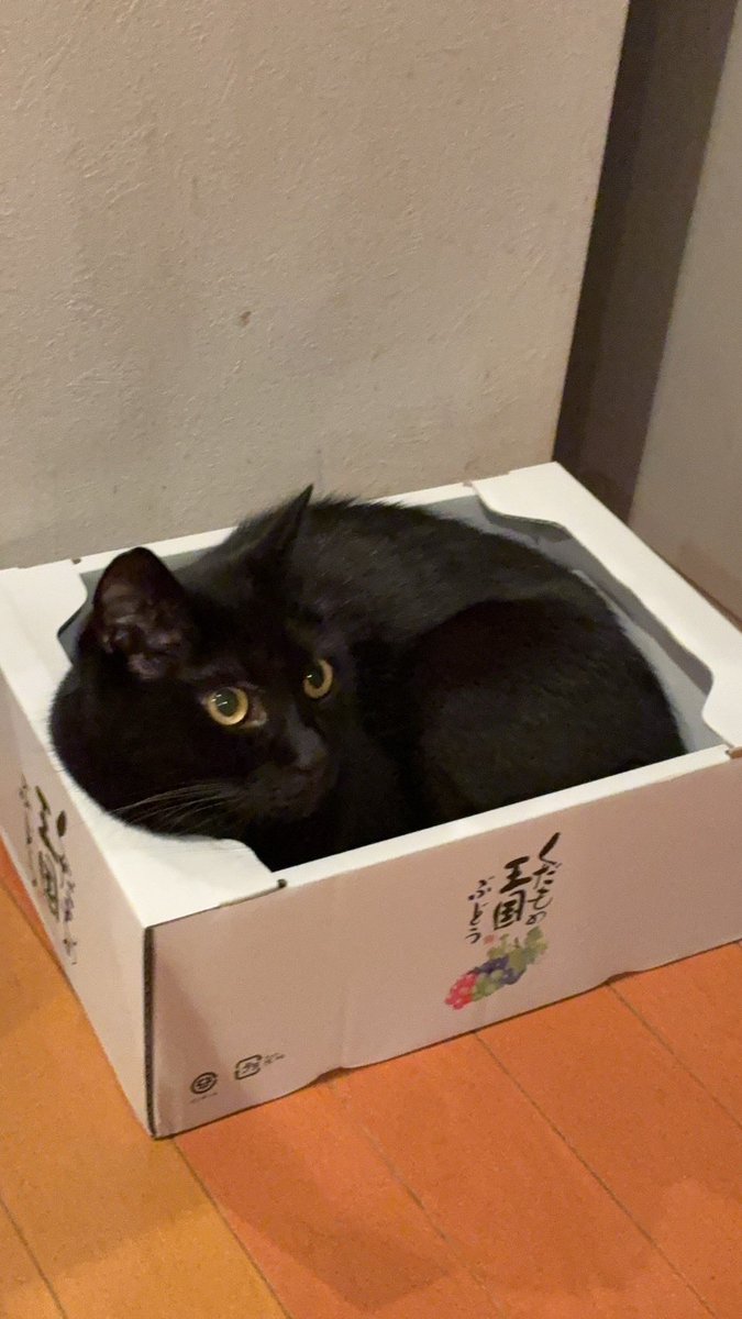 nyancrew22's tweet image. 譲渡して7年経つ黒猫マルティン、正式譲渡になって1か月余のももちゃん、どちらもハピにゃんに。
譲渡会で良い出会いがありますように。
#保護ねこ  #譲渡会　#にゃんクルー