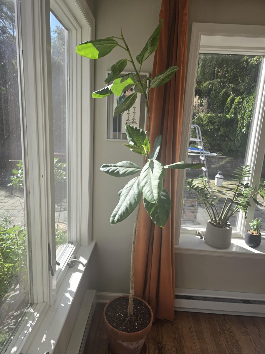 AllForGardening's tweet image. What should I do with this guy?
 
allforgardening.com/1447852/what-s…
 
#FicusLyrata #FiddleLeafFig