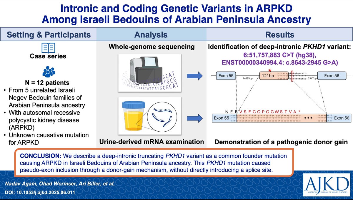 AJKDonline's tweet photo. Intronic and Coding Genetic Variants in Autosomal Recessive Polycystic Kidney Disease Among Israeli Bedouins of Arabian Peninsula Ancestry
https://t.co/OWIOajz0ww
#ARPKD #VisualAbstract https://t.co/HD0Ty2v6rV