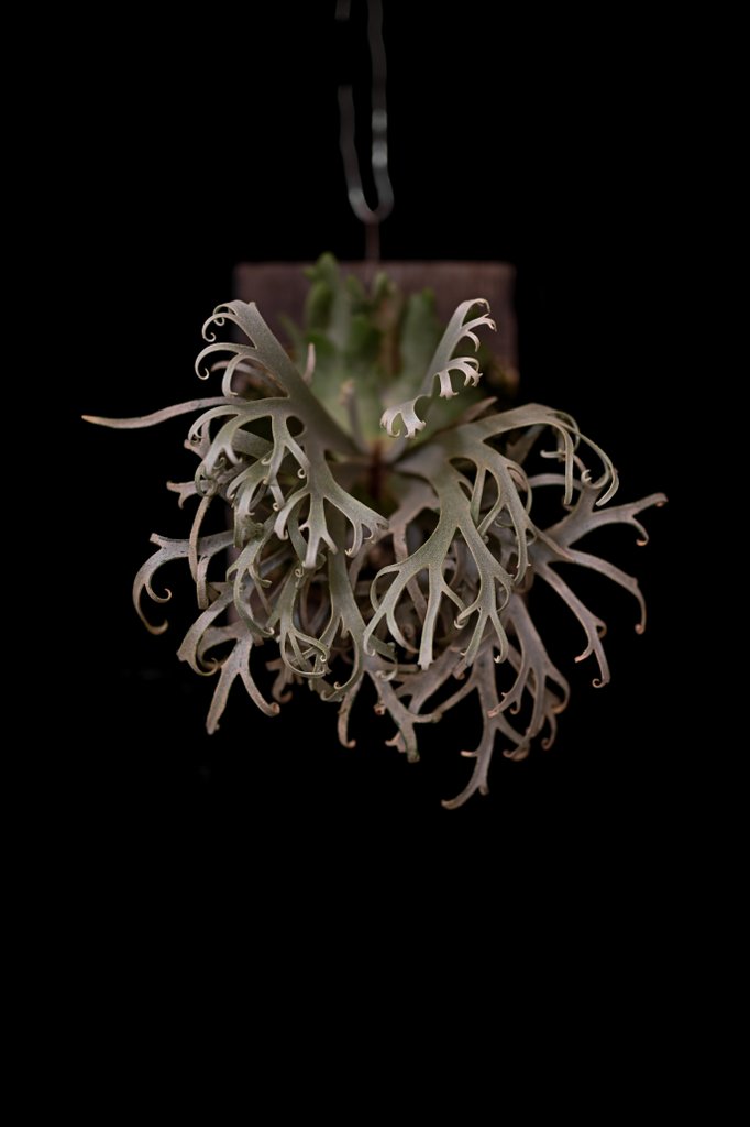 葉先のクルクルが綺麗な個体 買った時は6万バーツもしたんだぜ… P