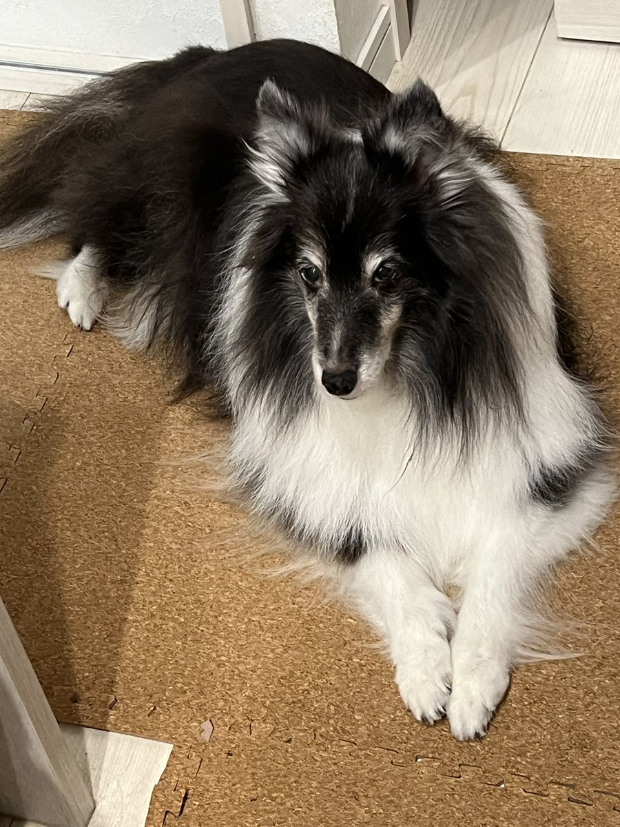 14歳2ヶ月のティアラ👑
昨日 トリミング✂️
｢もう一頭ティアラちゃんができる程抜けました〜｣ すっきり✨