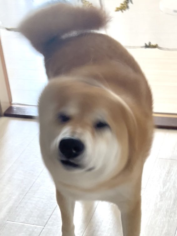 芝犬です。 泳ぎたい弟柴犬は姉柴犬に連れて行かれました爆 - YouTube