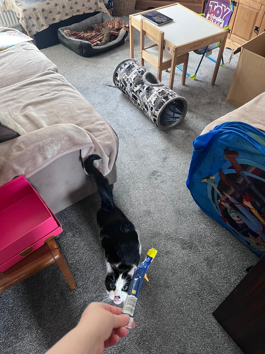 #Hedgewatch Daddy just dropped me off at Auntie Victoria's &amp; giving me a cuddle before abandoning me for 2 weeks. Already making myself at home 🐾💜🐾