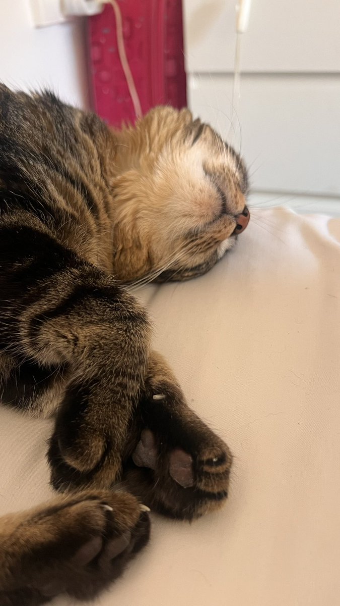 El único que me da fuerzas para seguir irónicamente es él: un gato dormilón al que amo con locura.