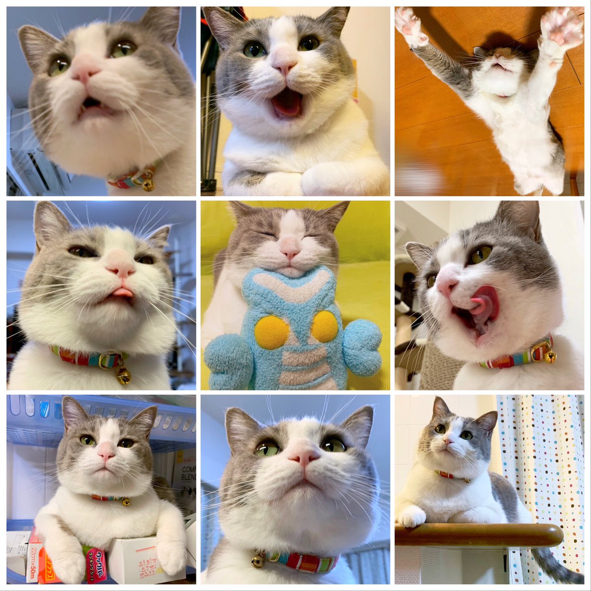 いずもん/まろ様＊mfmf (@7nfxwoi3F8lSqHU) / X