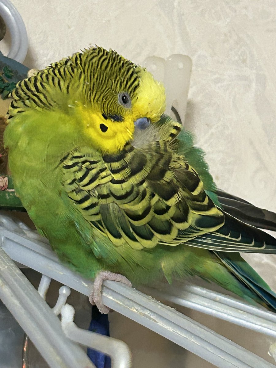 セキセイインコ11歳