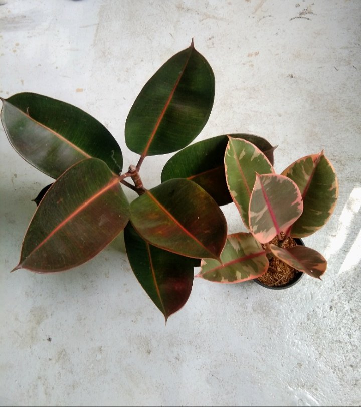 joshcalebgarden's tweet photo. To Camaman-an Cdo, thank you. 🙂
#rubberplant #ficuselatica #ficuslovers https://t.co/Z1b0fsSI7E