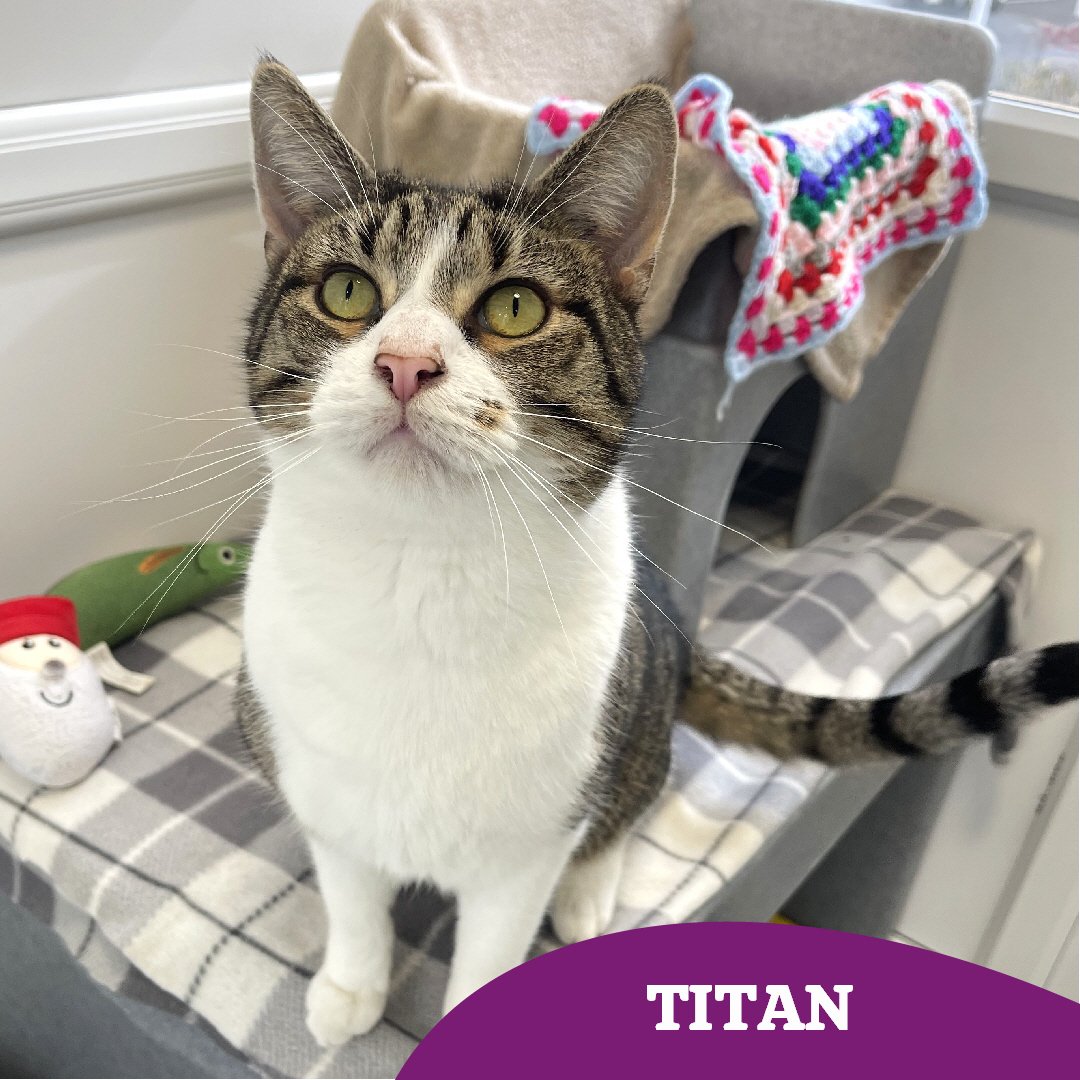 CatsTyneside's tweet image. 4 year old Titan is a lovely natured lad with a tonne of love to give! ♥️

He&apos;s looking to be the only pet in his #fureverhome and we know he will make the purrfect addition to someone&apos;s family 🏡

Find out more 👇🏻 
cats.org.uk/findacatform/?…