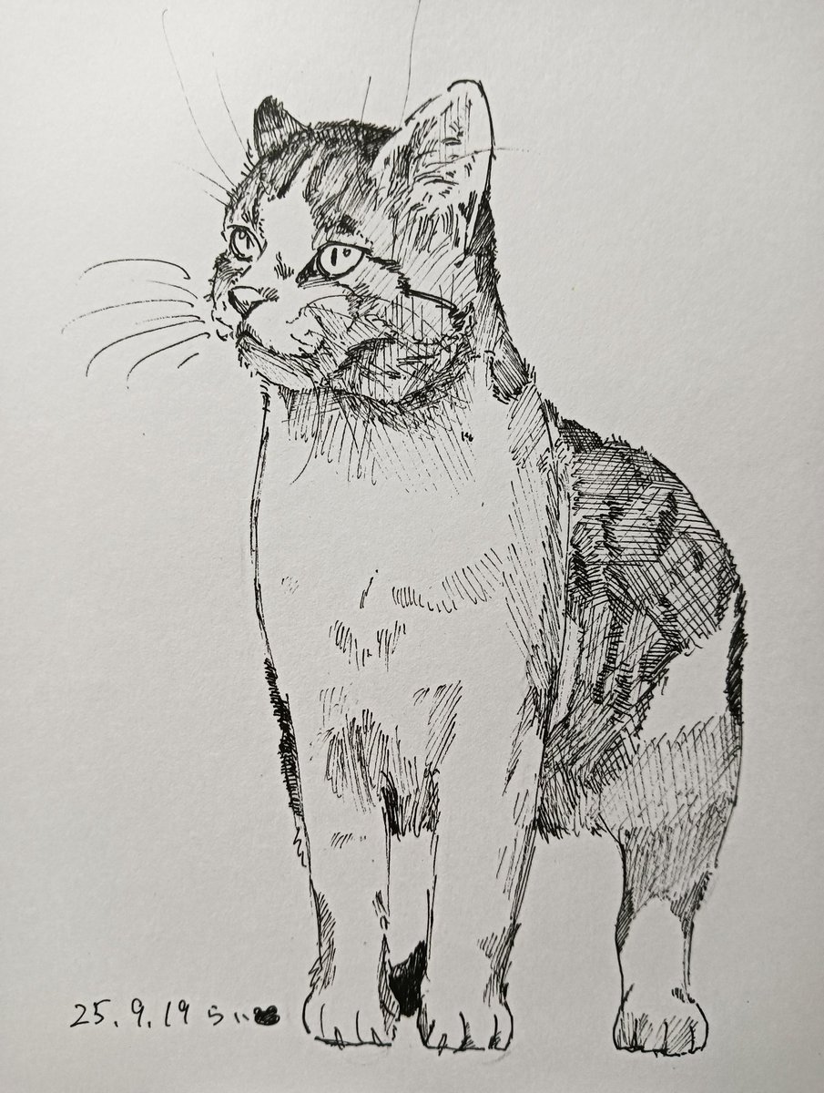 41.　ジ〜
#ペン画
#ねこ