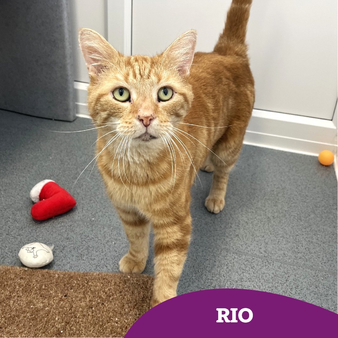 CatsTyneside's tweet image. Rio (5) is hoping to leave his stray days behind him and experience those sweet home comforts soon 🏡

He&apos;s a gorgeous guy, both inside and out! He loves nothing more than a bit of cuddle time with our team and making biscuits on their lap! 🥰🍪

👇🏻👇🏻
cats.org.uk/findacatform/?…