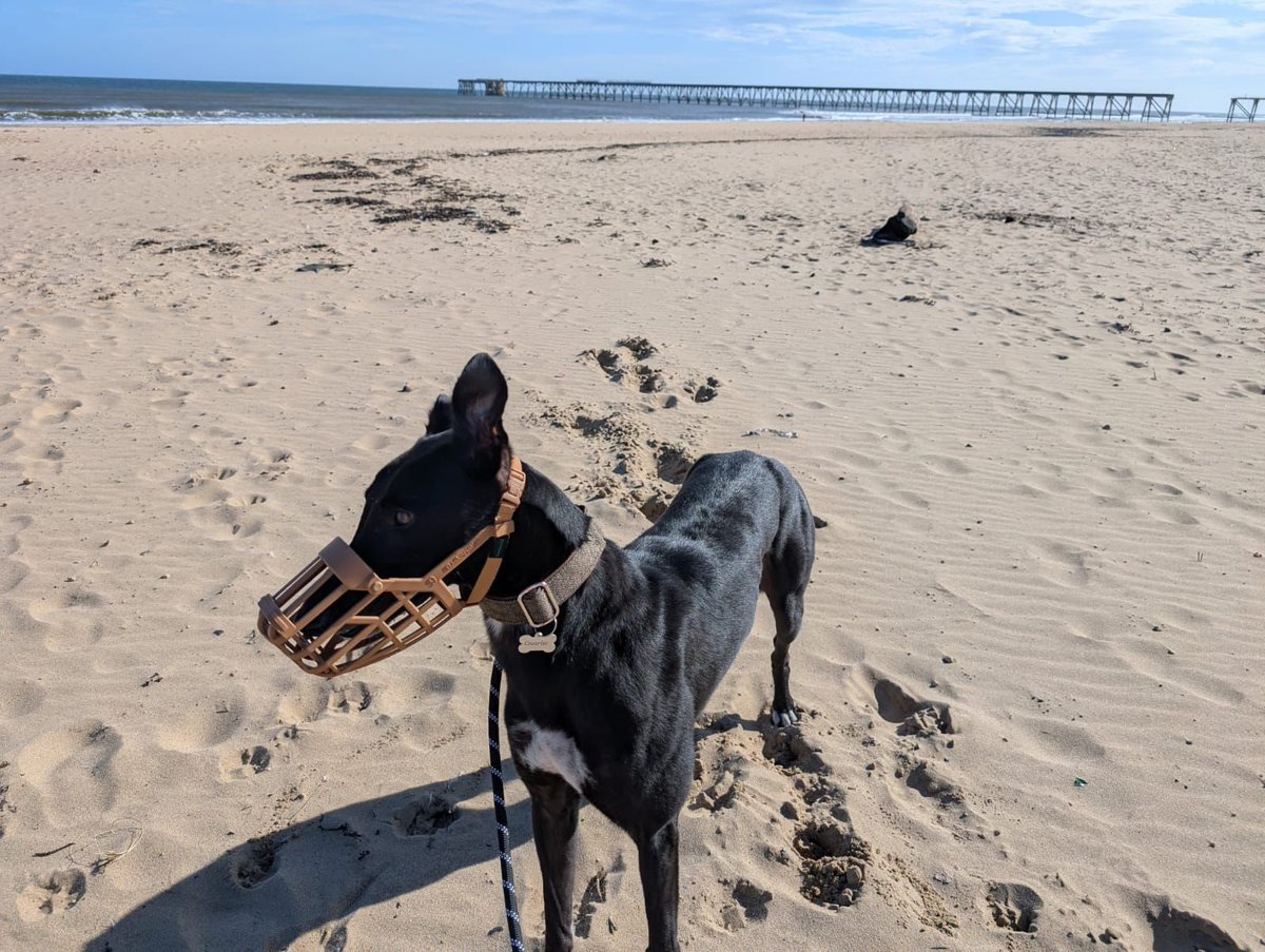 Whyaye bonnylad fully recovered from his injury and now rehomed living his best life chilling on the sofa then out for walks along the beach. 

<a href="/shelbournepark/">Shelbourne Park Greyhound Stadium</a> 
<a href="/NHunt67/">Nathan Hunt</a>