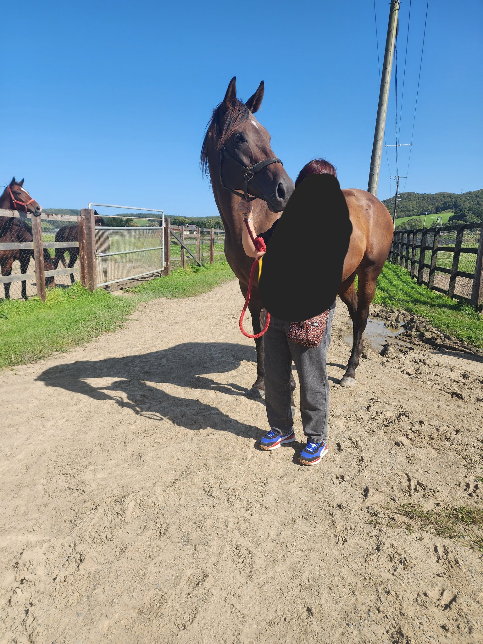 牧場ウマウマ S.Hashiguchi💛🐴 on X: 