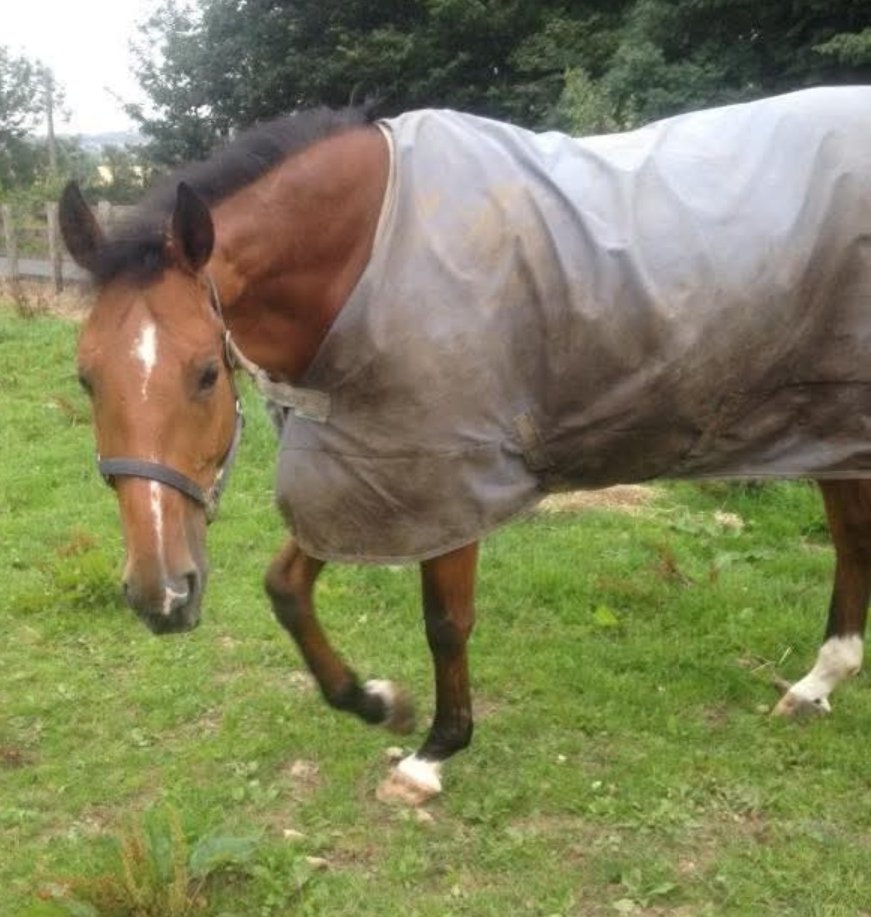 🐎 Stolen Horse BILLIE
17 year old Gelding with a club foot. He was trying to enjoy his retirement when he was taken from a field in Kilbride South Area Tramore, #Waterford #Ireland on Friday 12 September 2025 likely between 10AM &amp; 3PM. 
Reward for his safe return.
Please share🙏