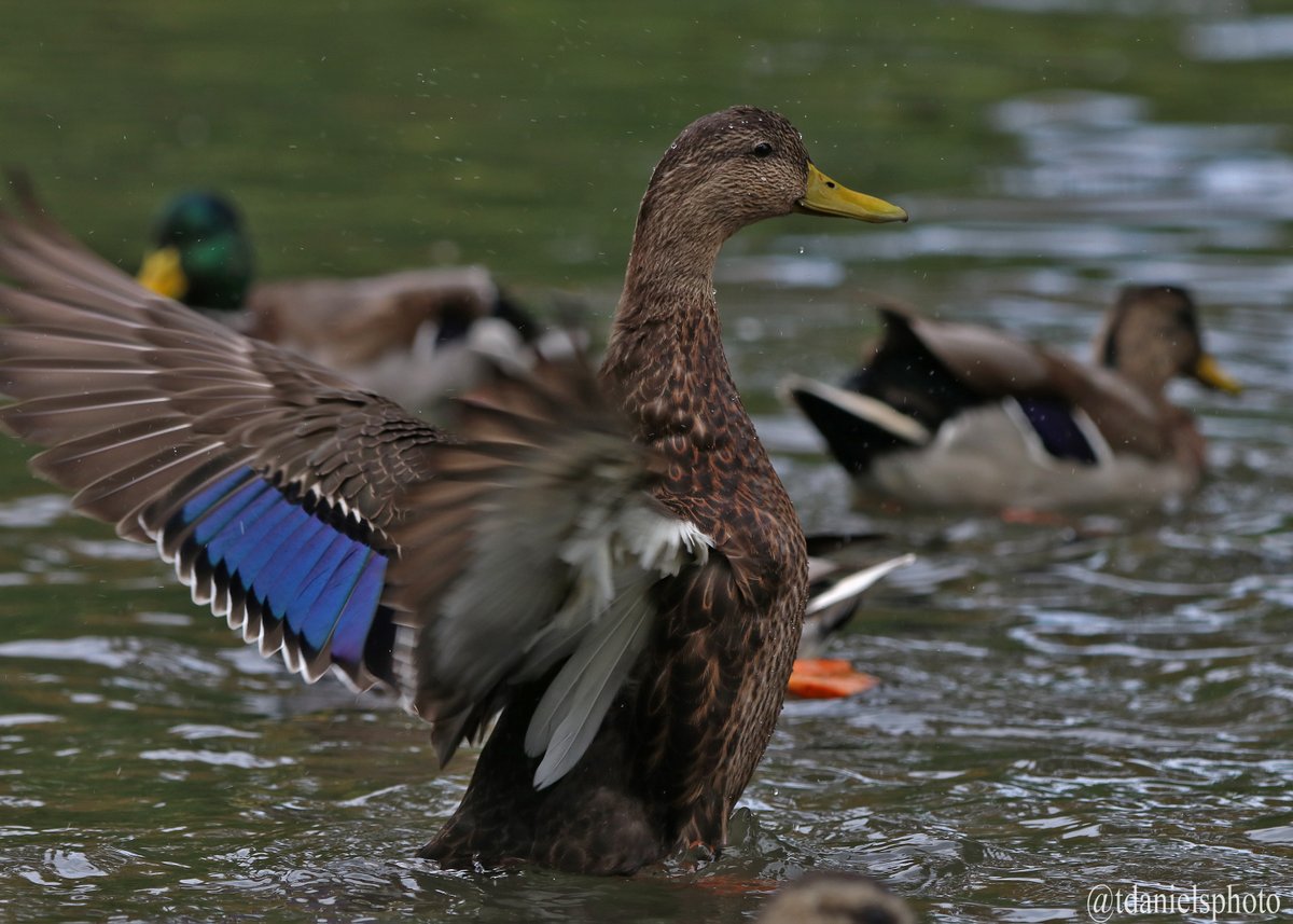 Terry Hlywka tweet media