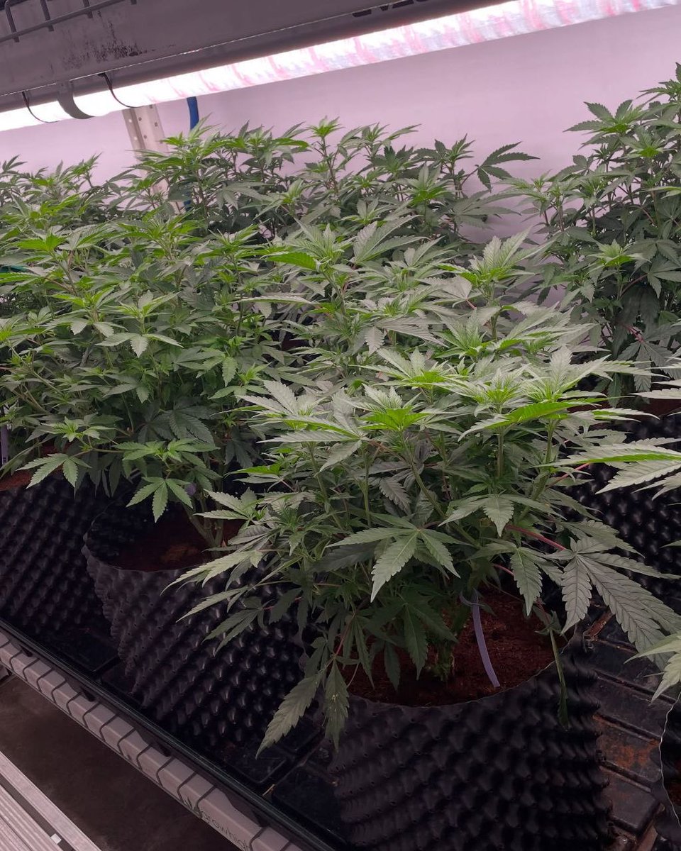 Vegetation!  How old do you think they are ?