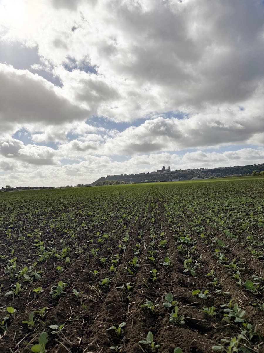 Groupe_ISSIPA's tweet image. 🚨Depuis quelques jours, les premières grosses altises font leur apparition dans les cuvettes installées dans les parcelles de colza.
La cuvette jaune reste le meilleur outil pour détecter à temps l’arrivée de ce ravageur. Restez vigilants et surveillez vos parcelles de près ! 🌱